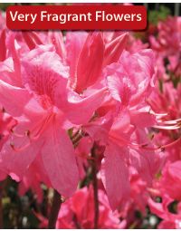 Rhododendron, Azalea 'Rosy Lights'