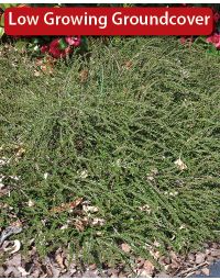Tom Thumb Cotoneaster