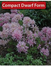 Rhododendron, Azalea 'Orchid Lights'