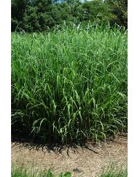 Miscanthus, Silver Grass 'Silver Feather'