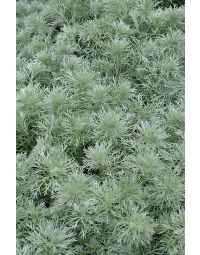 Artemisia, Wormwood 'Silver Mound'