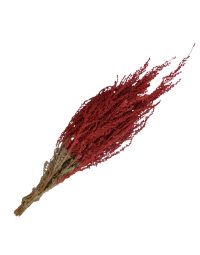Silver Sage, Dipped 'Red'