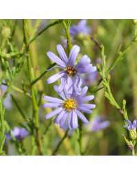Aster, Sky Blue Aster 'Minnesota Native'