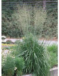 Molinia, Moor Grass 'Skyracer'