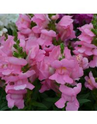 Antirrhinum, Snapdragon Dwarf 'Rose'