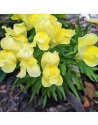 Antirrhinum, Snapdragon Dwarf 'Yellow'