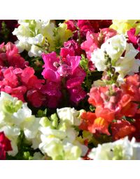 Antirrhinum, Snapdragon Dwarf Mix