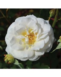 Rosa, Shrub Rose 'Easy Elegance® Snowdrift'
