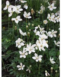 Anemone, Snowdrop Anemone