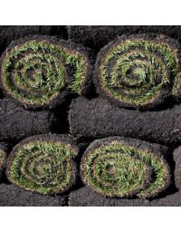 Sunny Sod Rolls