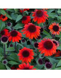 Echinacea, Coneflower 'Sombrero® Sangrita'