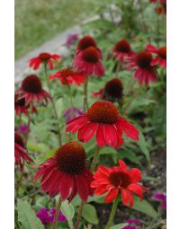 Echinacea, Coneflower 'Sombrero® Baja Burgundy'