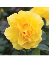 Rosa, Floribunda Rose 'Sparkle & Shine™'