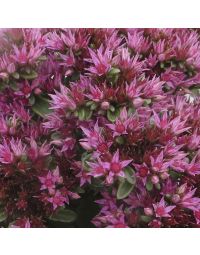 Sedum, Stonecrop 'Spot On™ Pink'