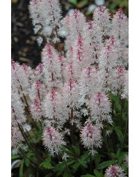 Tiarella, Foam Flower 'Spring Symphony®'