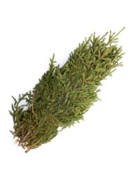 Spruce Tips Bundle of 10