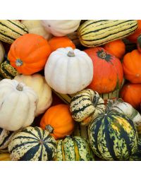 Squash (Edible)
