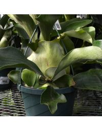Platycerium Bifurcatum 'Staghorn Fern'
