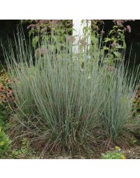 Schizachyrium, Little Bluestem 'Standing Ovation'