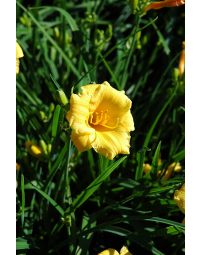 Hemerocallis, Yellow Daylily 'Stella d' Oro'