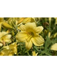 Hemerocallis, Yellow Daylily 'Stella Supreme'