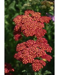 Achillea, Common Yarrow 'Strawberry Seduction'