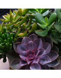 Succulent Bowls 'Gerten Grown'