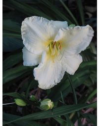 Hemerocallis, White Daylily 'Sunday Gloves'