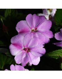 Impatiens, SunPatiens® 'Compact Lavender Splash'