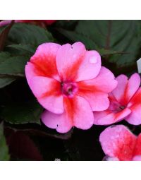 Impatiens, SunPatiens® 'Red Candy'