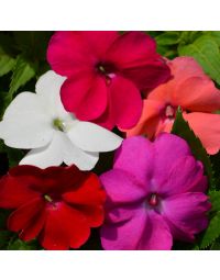 Impatiens, SunPatiens® Gertens Custom Mix
