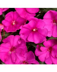 Impatiens, SunPatiens® 'Purple'
