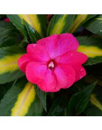 Impatiens, SunPatiens® 'Tropical Rose'