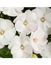 Impatiens, SunPatiens® 'White'