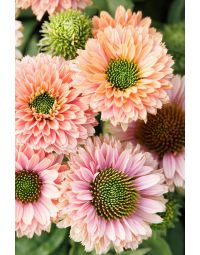 Echinacea, Coneflower 'SunSeekers® Pumpkin Pie'