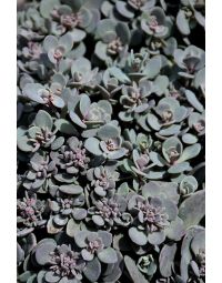 Sedum, Stonecrop Sunsparkler® 'Blue Elf'