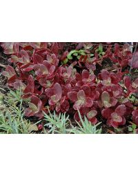 Sedum, Stonecrop Sunsparkler® 'Firecracker'