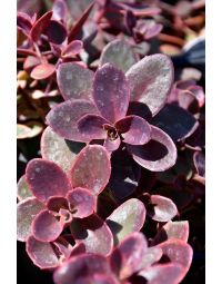 Sedum, Stonecrop Sunsparkler® 'Wildfire'