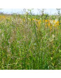 Panicum, Switchgrass 'Minnesota Native'