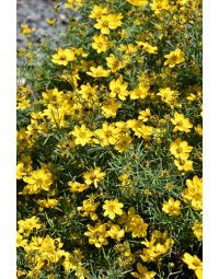 Coreopsis, Threadleaf Tickseed 'Sylvester'