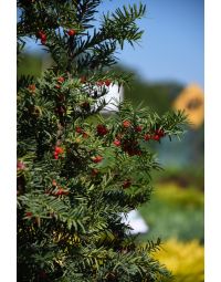 Taxus, Japanese Yew 'Upright'