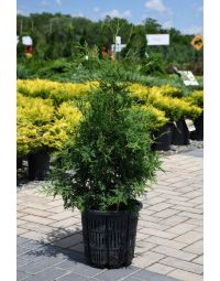 Thuja, Arborvitae 'White Cedar'