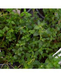 Thymus, Common Thyme