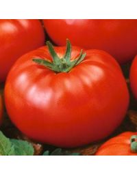 Solanum, Pole Tomato 'Beefsteak Heirloom'