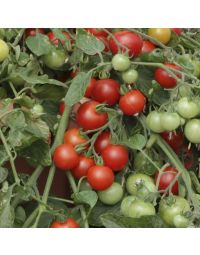 Solanum, Bush Tomato 'Red Profusion'