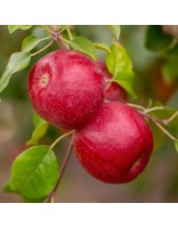 Malus, Fruiting Apple 'Triumph®'
