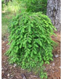 Tsuga, Canadian Hemlock 'Cole's Prostrate'