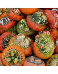 Squash, Turban