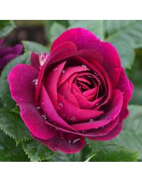 Rosa, Tea Rose 'Twilight Zone'