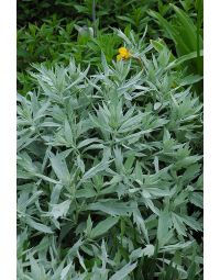 Artemisia, Wormwood 'Valerie Finnis'